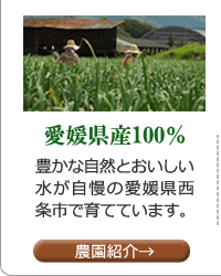 愛媛県産100% 豊かな自然とおいしい水が自慢の愛媛県西条市で育てています。